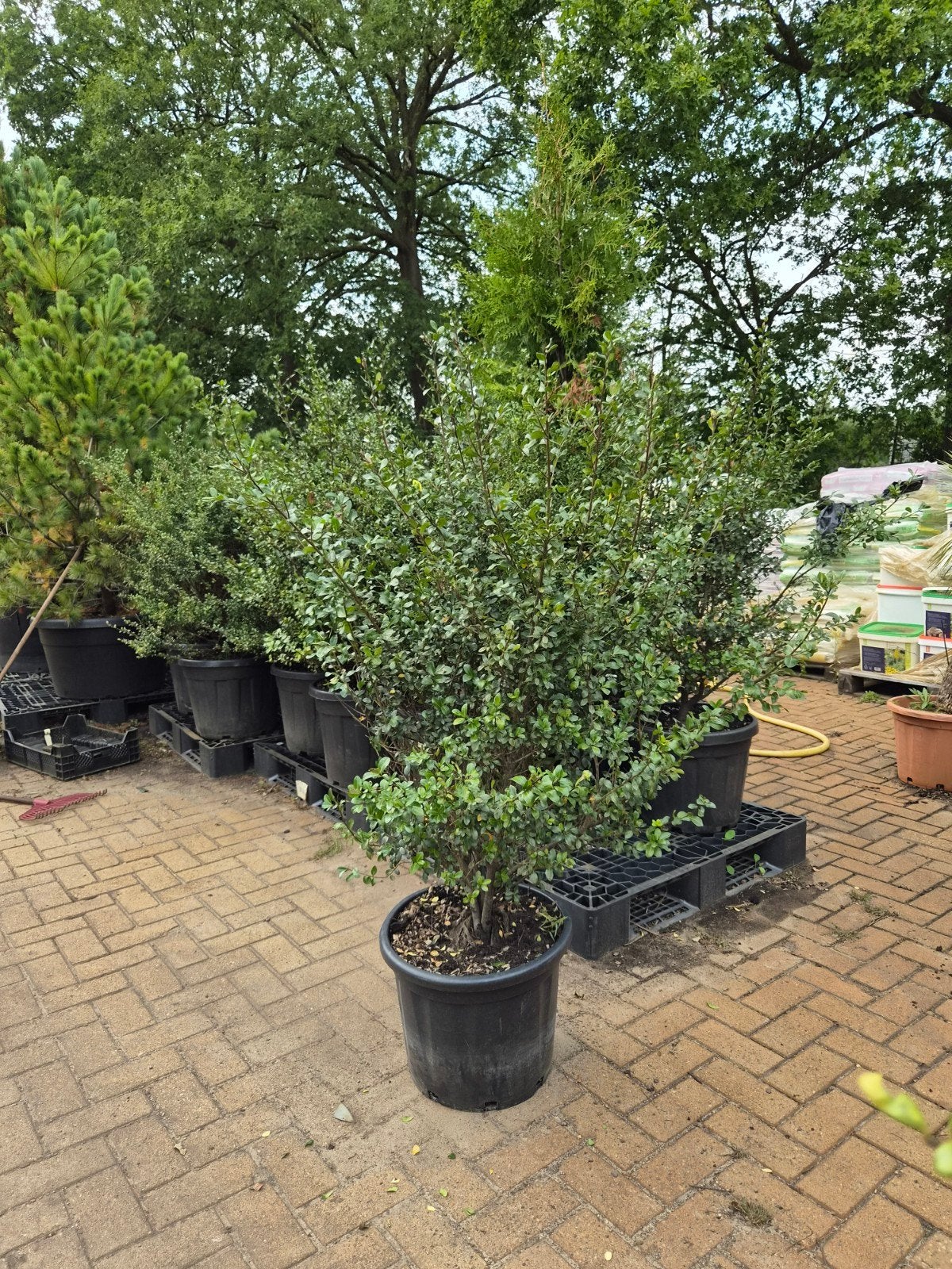 Ilex Crenata - Japanse Hulst XXL, Ophalen of Verzenden