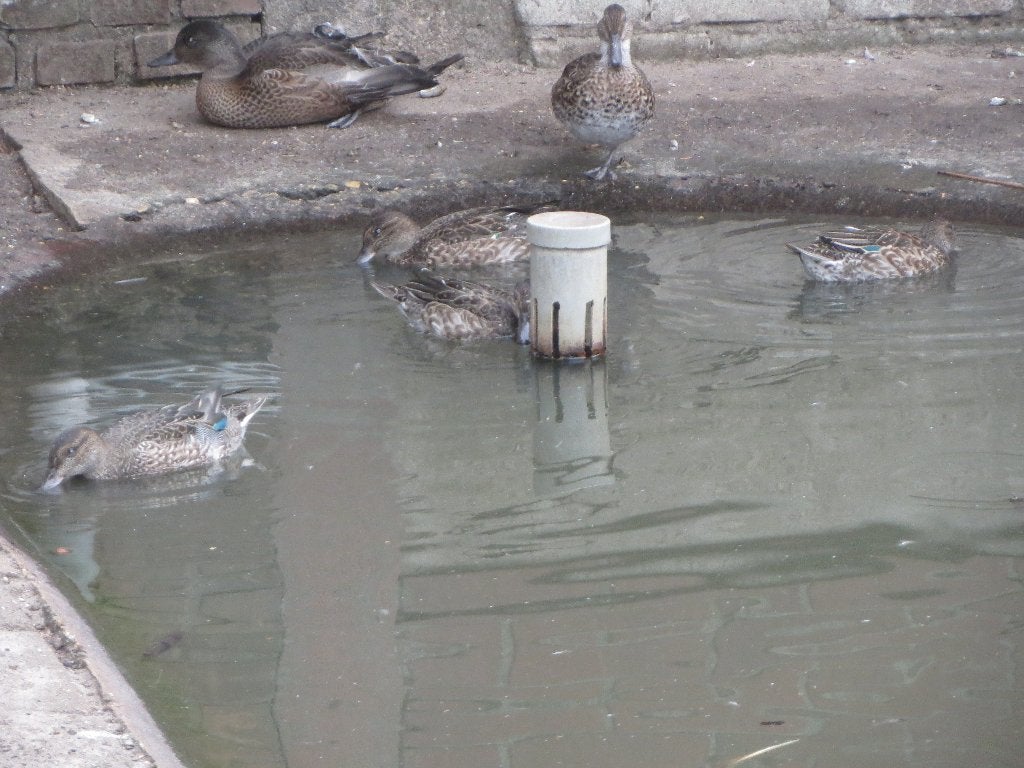 te koop Amerikaanse wintertaling, Dieren en Toebehoren, Pluimvee, Meerdere dieren, Eend