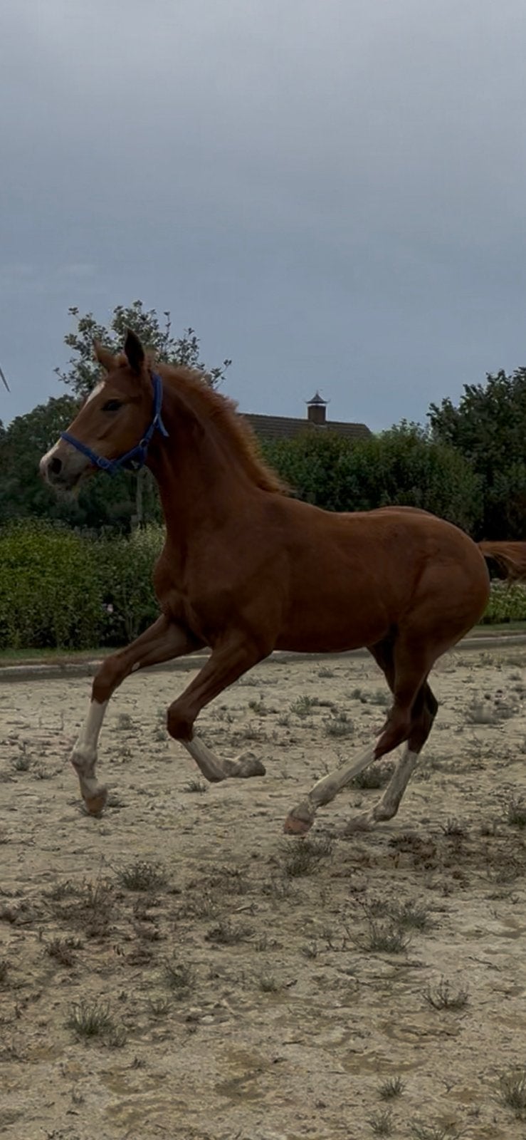 O’Toto van de Wimphof x Lennox U.S.