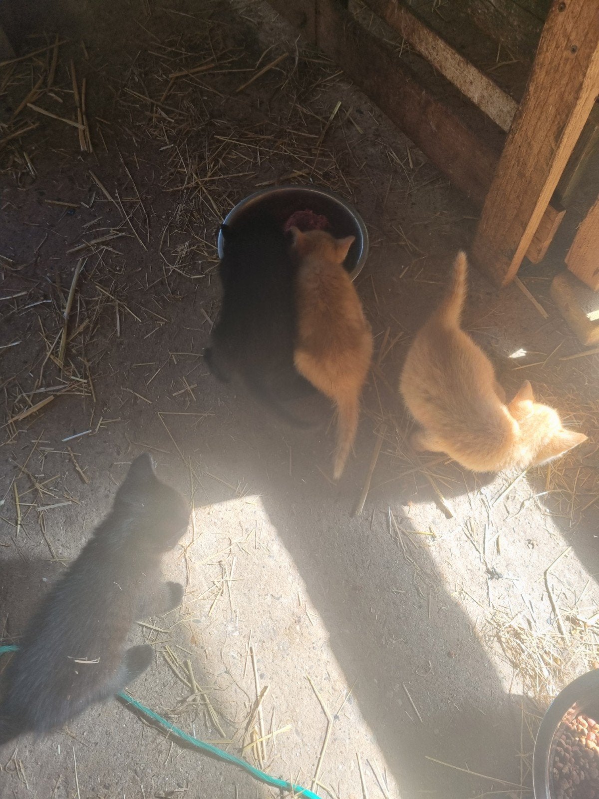 Boerderij kittens, Meerdere dieren
