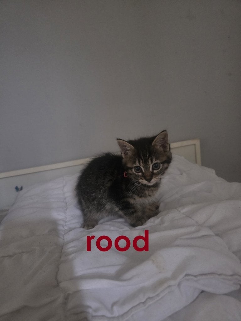 kittens te koop, Dieren en Toebehoren, Meerdere dieren, Ontwormd, 0 tot 2 jaar