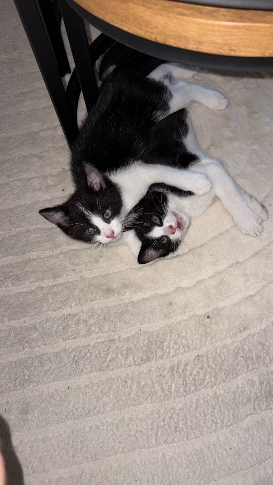 Kittens snowbengaal/ragdol, Dieren en Toebehoren, Kater, Gechipt