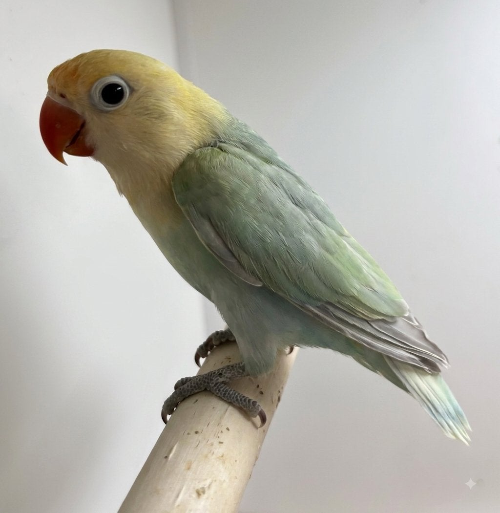 Agapornis fischeri turquoise dilute opaline pop, Dieren en Toebehoren, Vogels | Parkieten en Papegaaien, Vrouwelijk, Dwergpapegaai of Agapornis