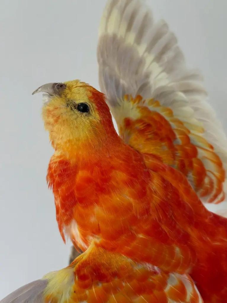 Trio rode kleurkanaries in vlucht, Ophalen of Verzenden, Nieuw, Vogel, Opgezet dier