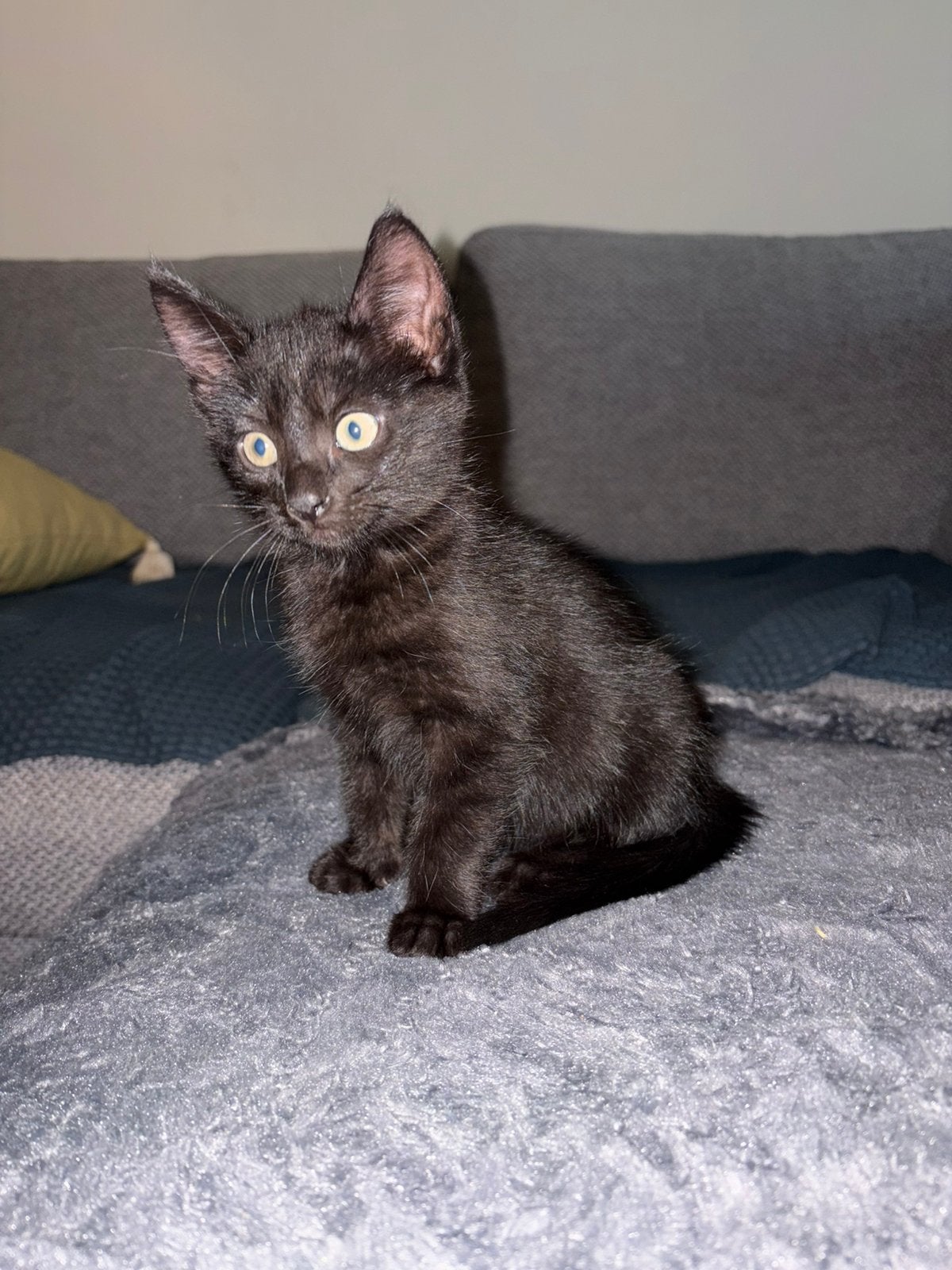 1 zwarte van 7 over!  9 weken oud, ontwormd, onvloeid, tam,, Meerdere dieren, Kortharig, 0 tot 2 jaar