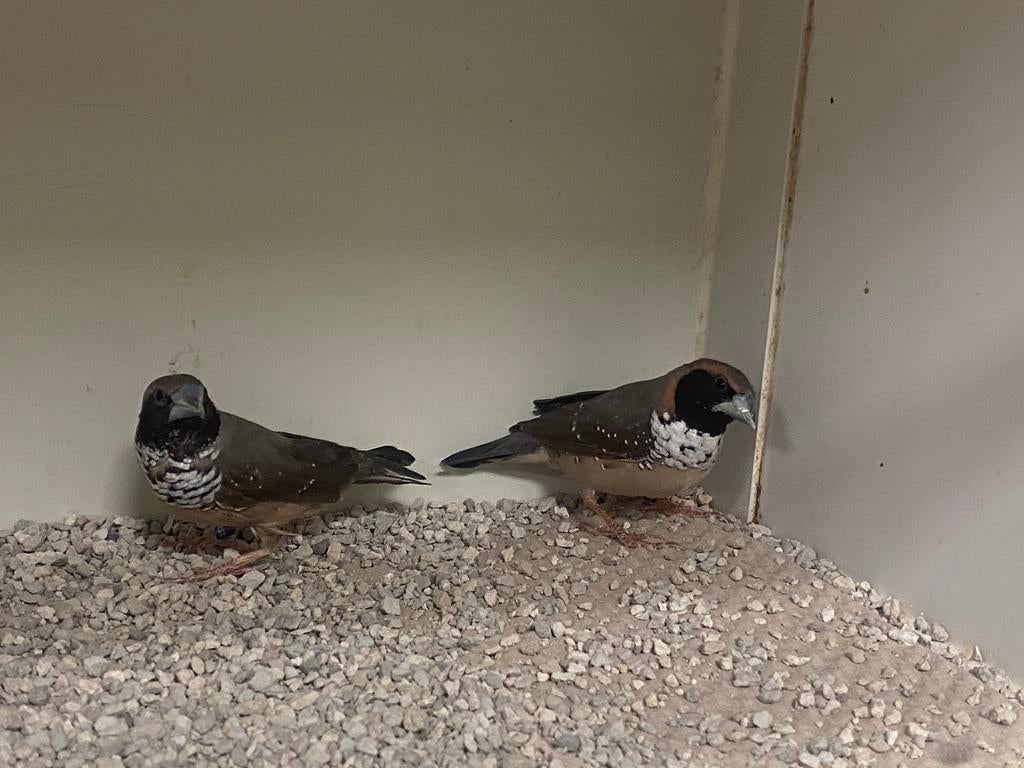 Koppel Witborst Rietvinken, Dieren en Toebehoren, Vogels | Overige Vogels, Meerdere dieren