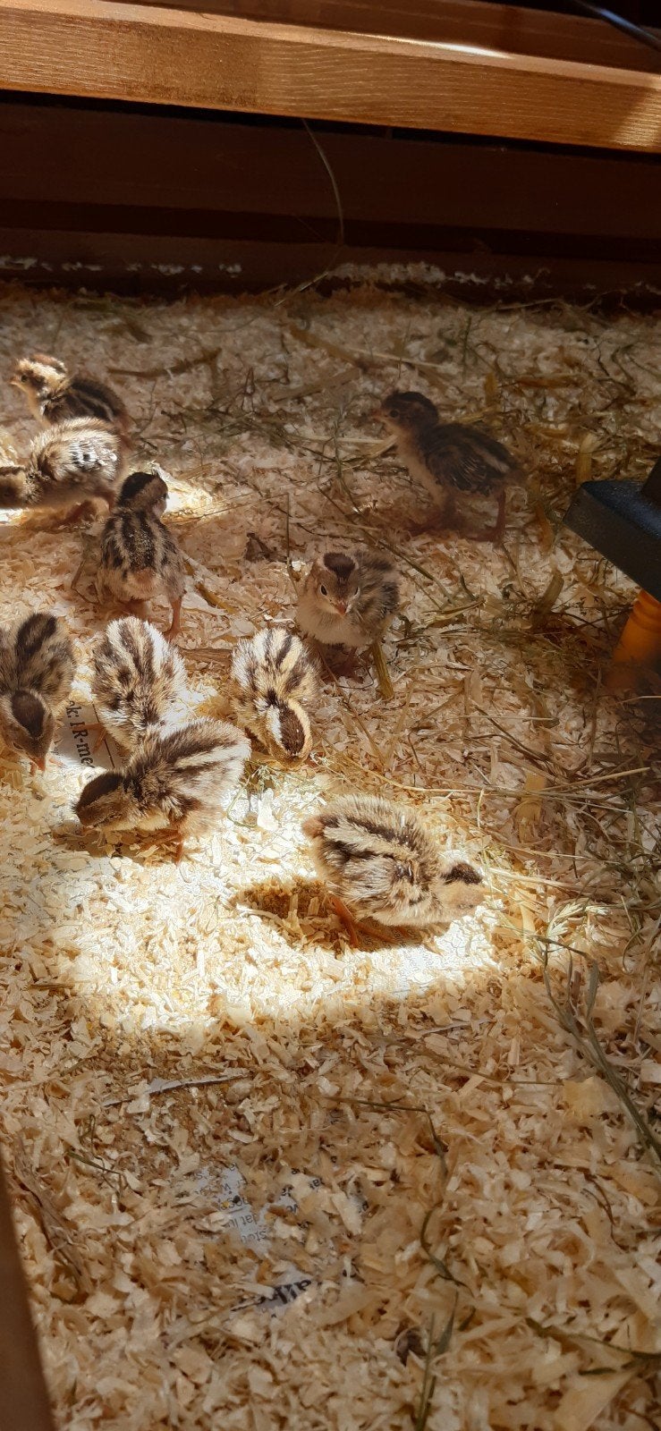 Californische kuifkwartel kuikens  uit Arnhem, Dieren en Toebehoren, Geslacht onbekend, Overige soorten