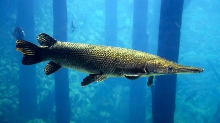 Alligator gar gezocht, Dieren en Toebehoren, Karper of Koi
