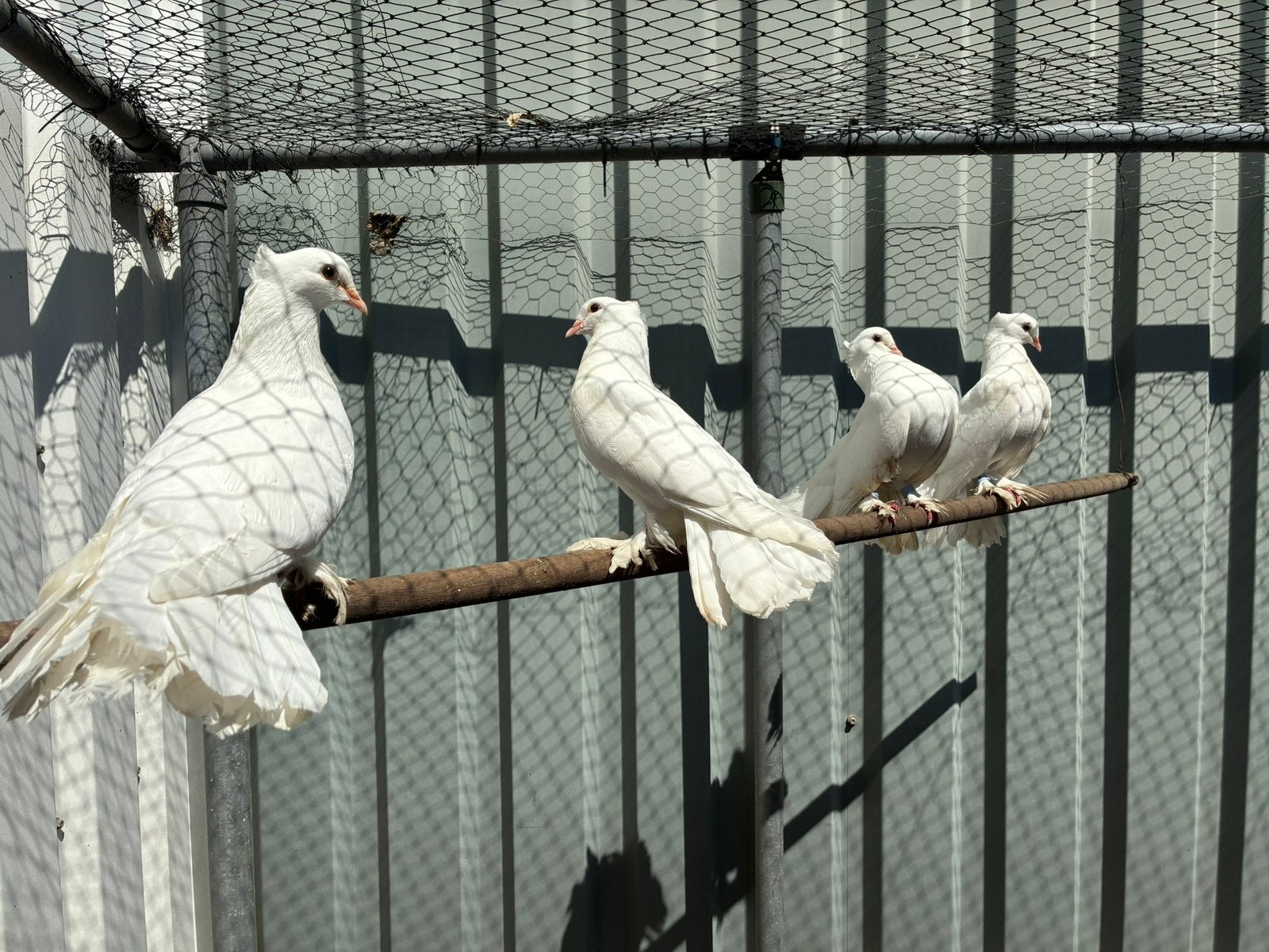 Koppel Indiase pauwstaarten wit, Meerdere dieren
