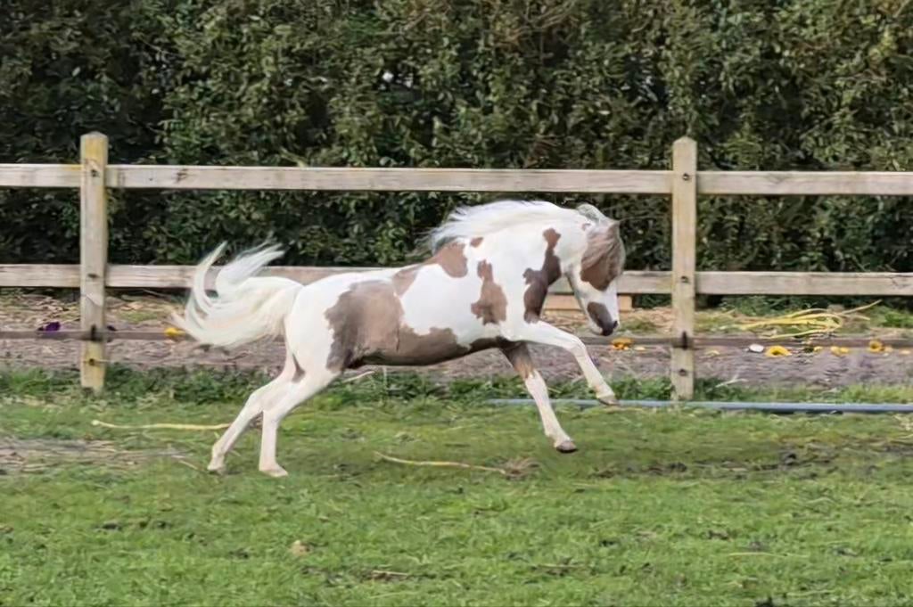 Mooie mini paarden ter dekking NMPRS en Falabella, Dieren en Toebehoren, Hengst