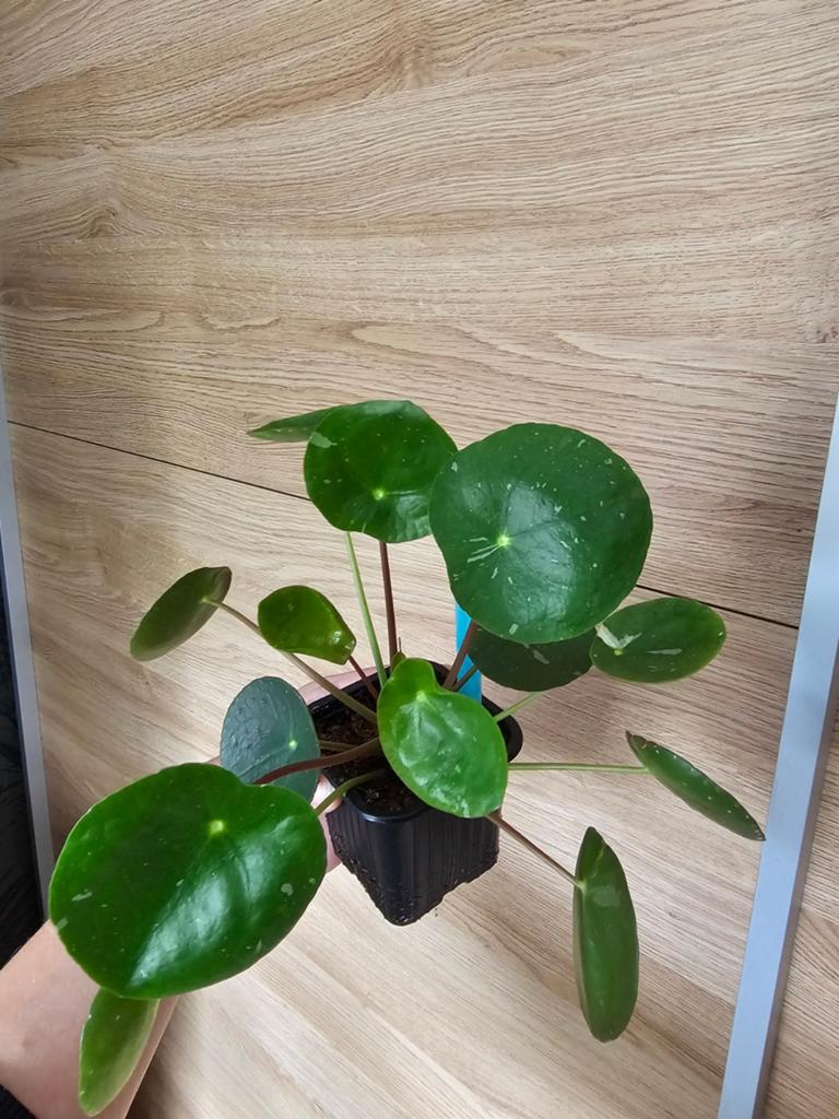 Pilea Splash, bijzondere pannenkoekplant, Huis en Inrichting, Kamerplanten, Ophalen of Verzenden, Halfschaduw, Minder dan 100 cm