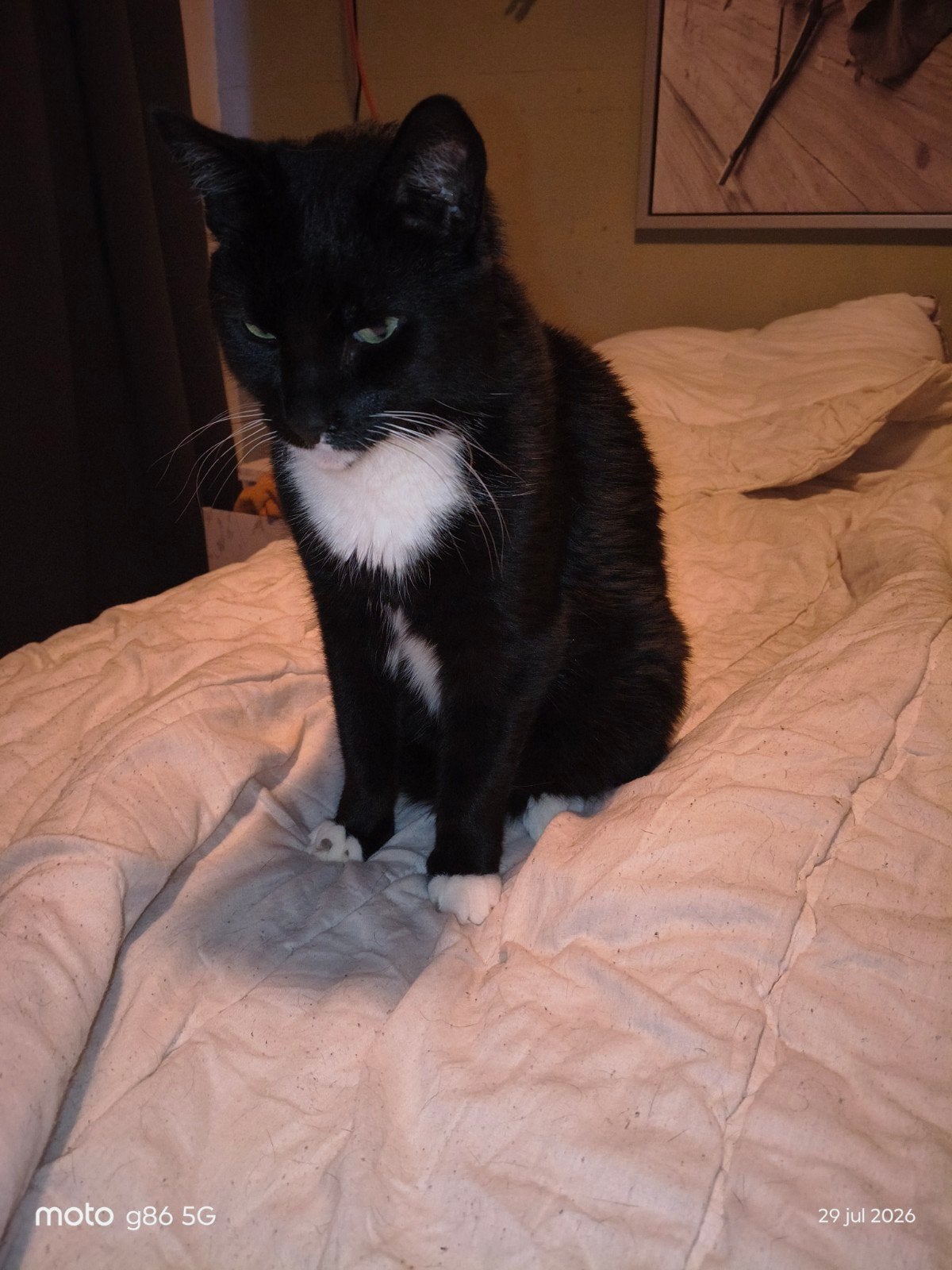 goed huis gezocht met spoed voor  kater Luka  , 6 jaar, Dieren en Toebehoren, Kater, Kortharig, 6 jaar of ouder