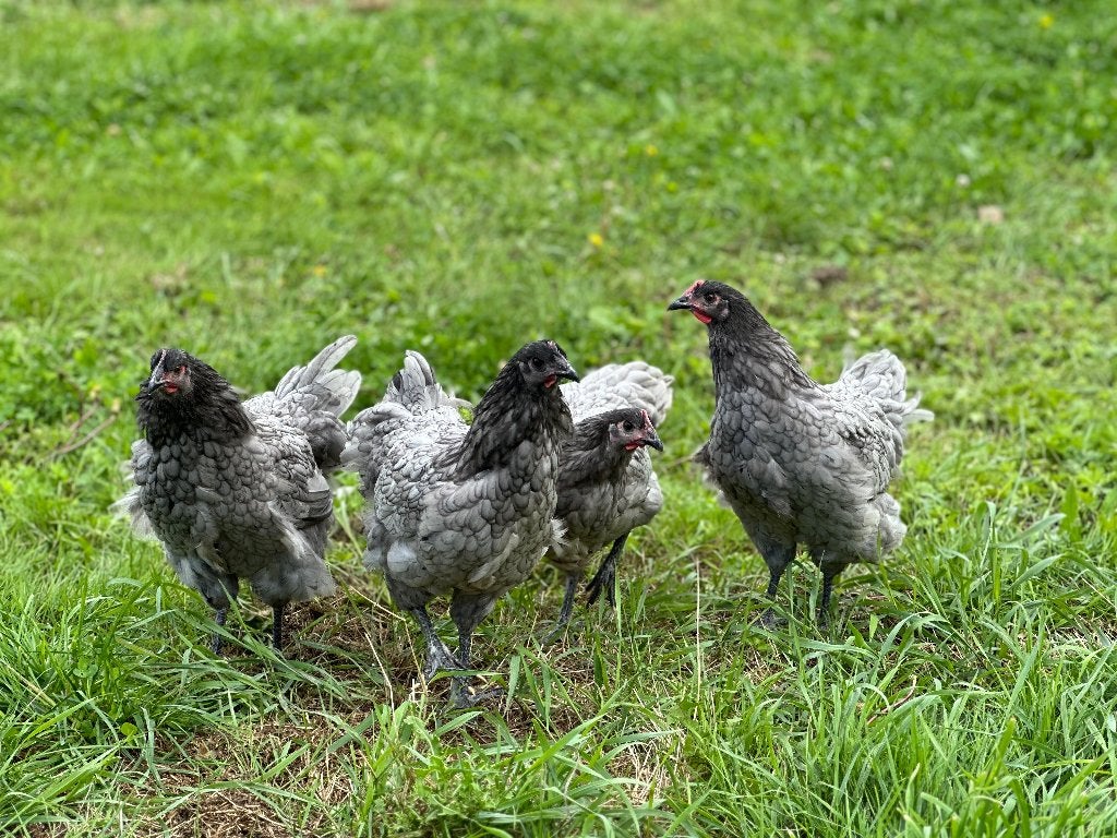 Jonge tamme Australorp kippen gesekst & ingeënt, Dieren en Toebehoren, Pluimvee, Vrouwelijk, Kip