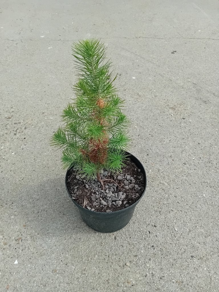 Pinus Halepensis, Volle zon, Zomer, 400 cm of meer, Overige soorten
