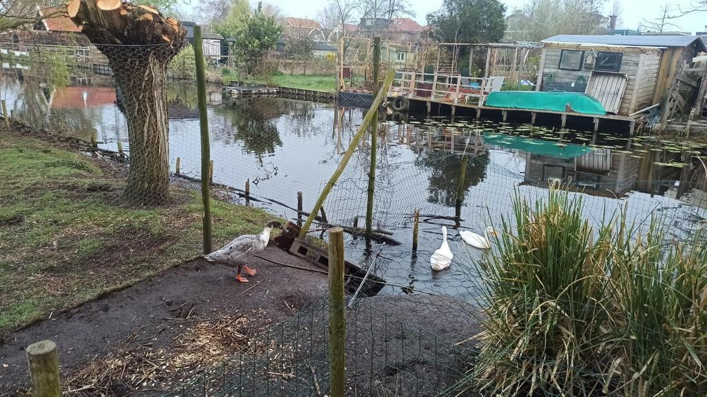 Broedeieren loopeend, Dieren en Toebehoren, Pluimvee