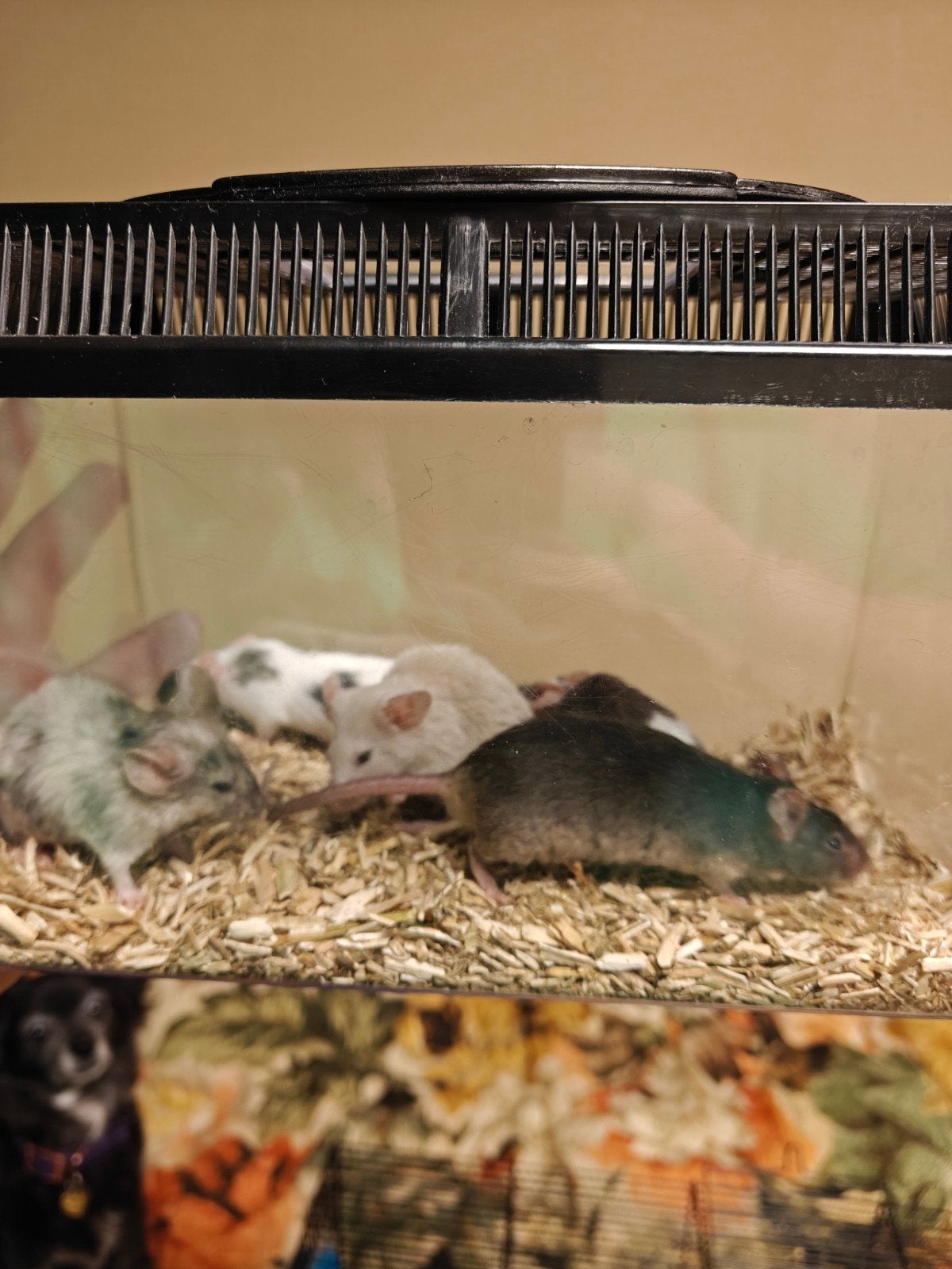 Kleurmuis vrouwen te koop, Dieren en Toebehoren, April, Vrouwelijk, Muis