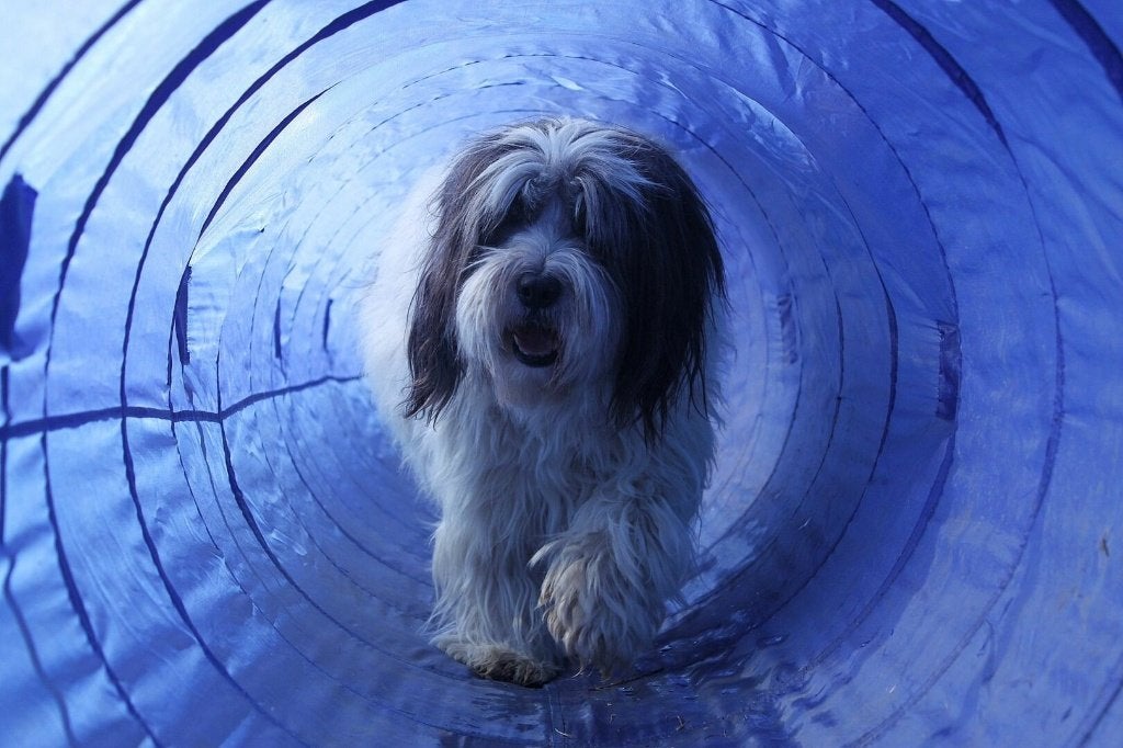 Agility Tunnel Training Hondensport Hondentraining Honden, Dieren en Toebehoren, Ophalen of Verzenden, Nieuw