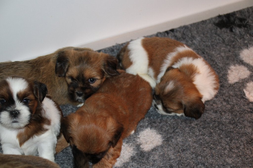 Prachtige lhasa apso pup puppy's, Overige rassen, 8 tot 15 weken, Meerdere, Meerdere dieren