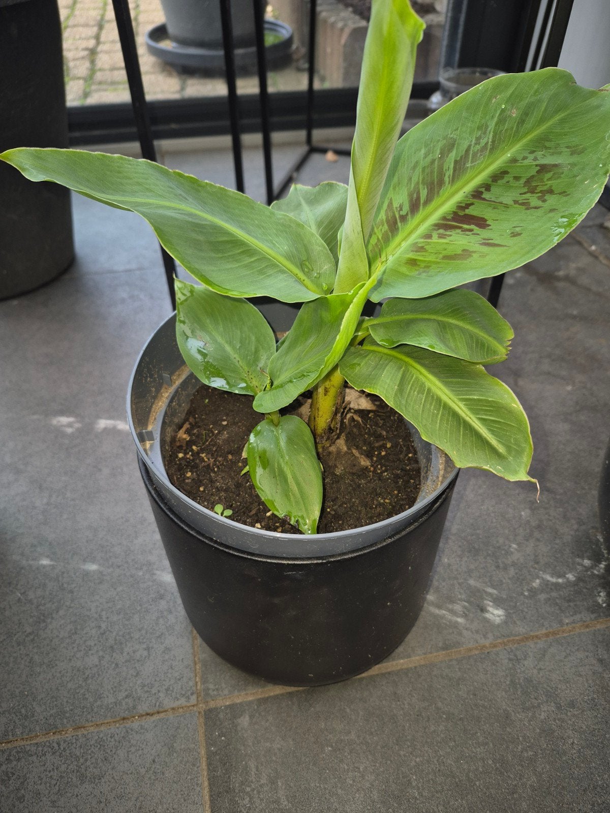 banaan plant  2 stekken exl sierpot, Overige soorten, Ophalen of Verzenden, In pot, Minder dan 100 cm