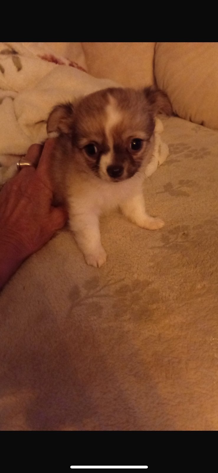 Chihuahua, Reu, Eén hond, Chihuahua, Nederland