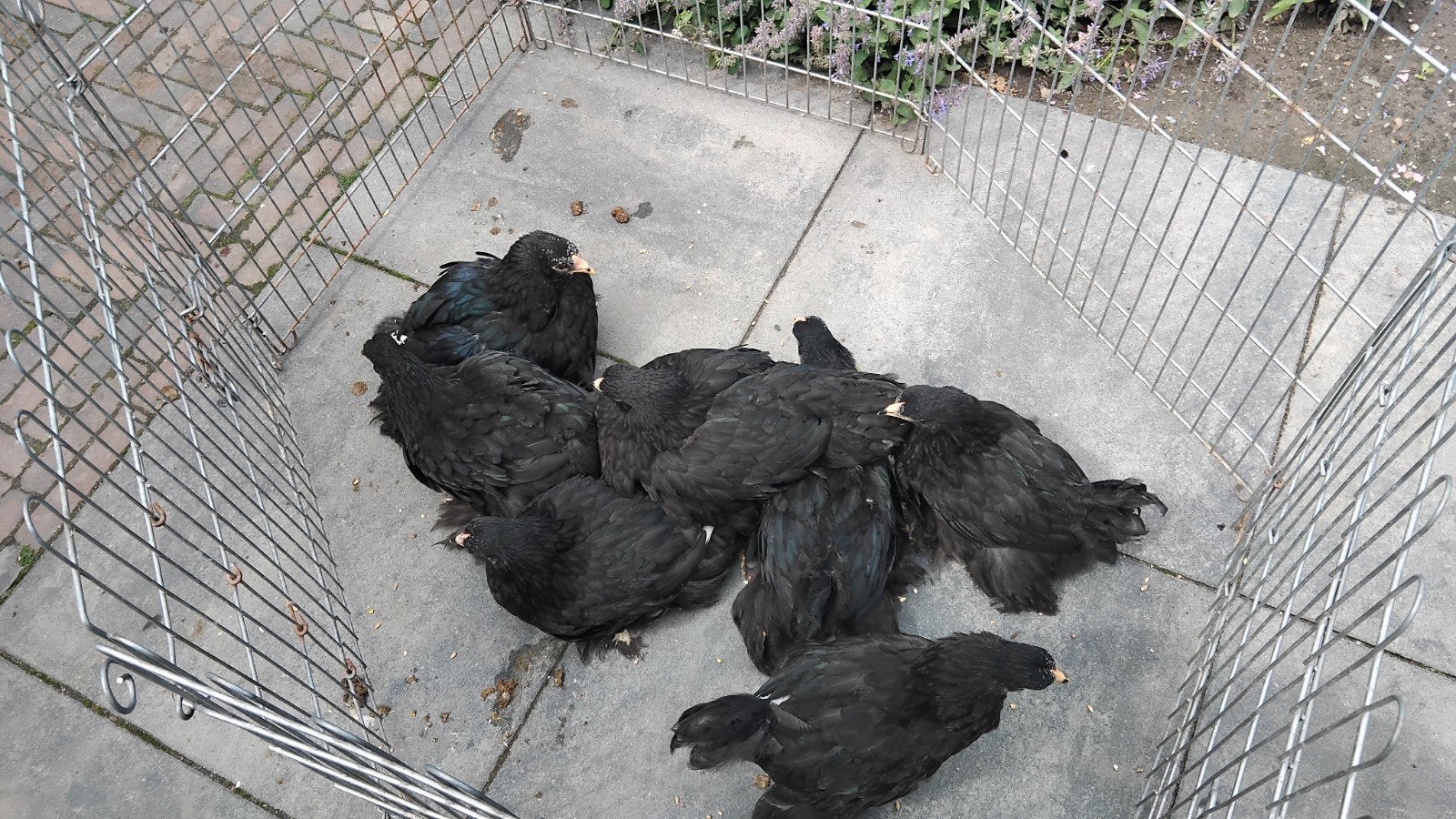 Brahma hanen, Dieren en Toebehoren, Pluimvee, Mannelijk, Kip