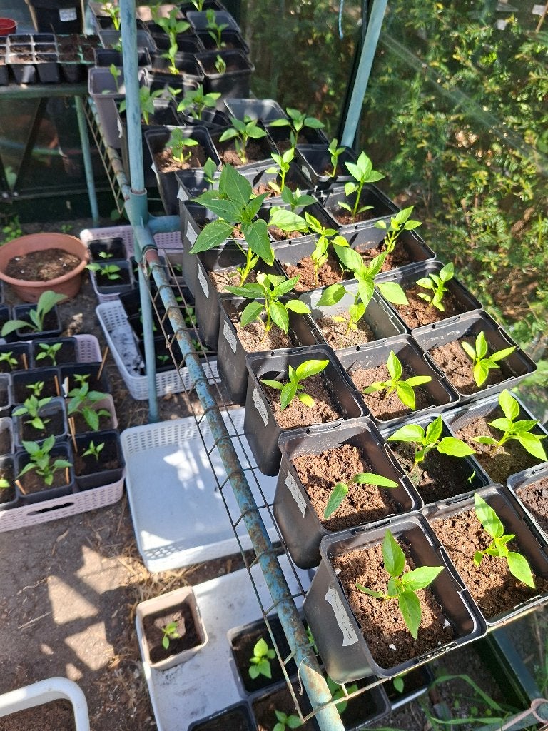Moestuin plantjes, Tuin en Terras, Planten | Tuinplanten, Eenjarig, Groenteplanten, Volle zon, Zomer, Ophalen