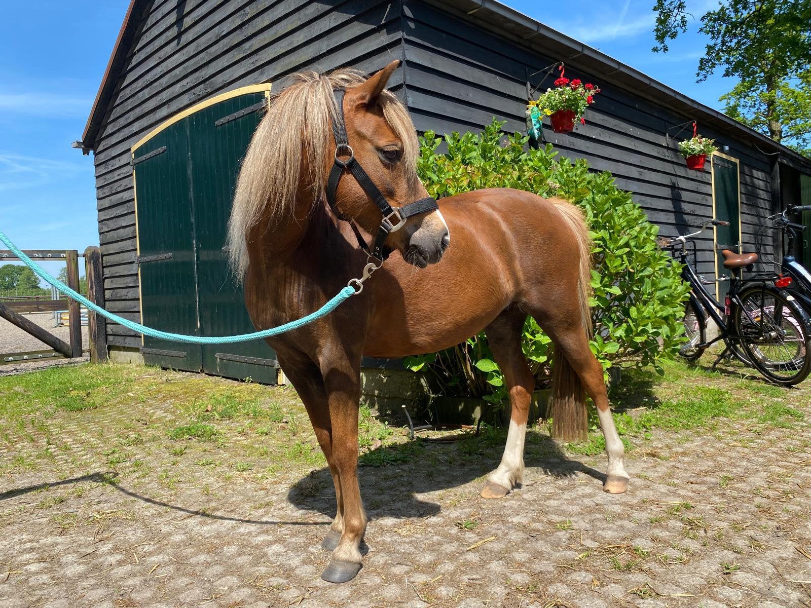 B pony dressuur/recreatie, B, Dressuurpony, B pony (1.17m tot 1.27m), 11 jaar of ouder