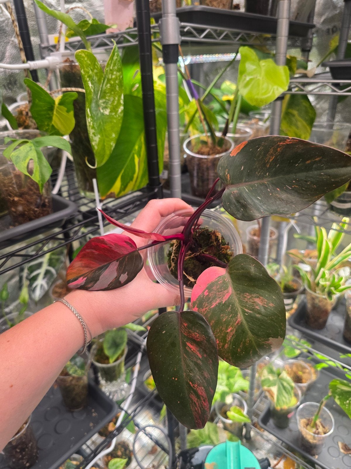 philodendron princes of fire, Ophalen of Verzenden, Halfschaduw, Minder dan 100 cm