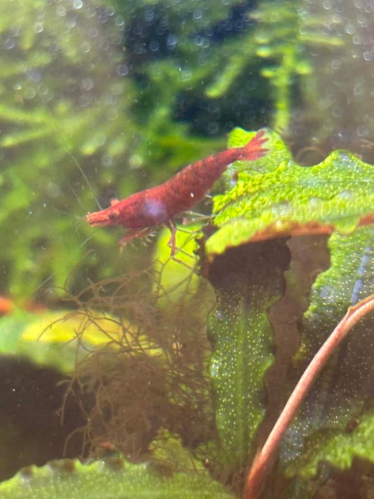 Rode dwerggarnalen €1/stuk, Dieren en Toebehoren, Vissen | Aquariumvissen, Kreeft, Krab of Garnaal, Zoetwatervis