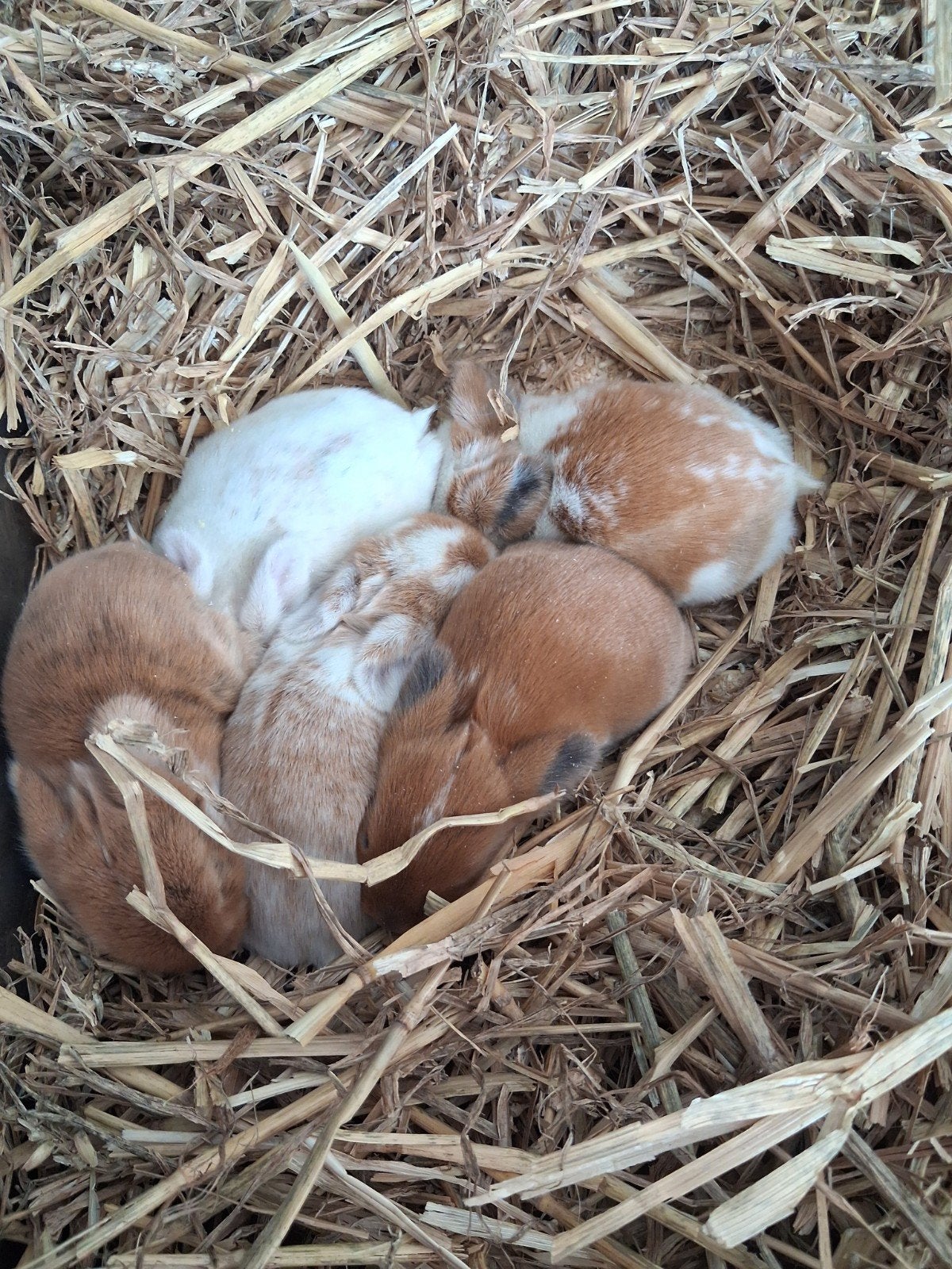 baby hangoor konijntjes te koop, Dieren en Toebehoren, Geslacht onbekend, Overige soorten