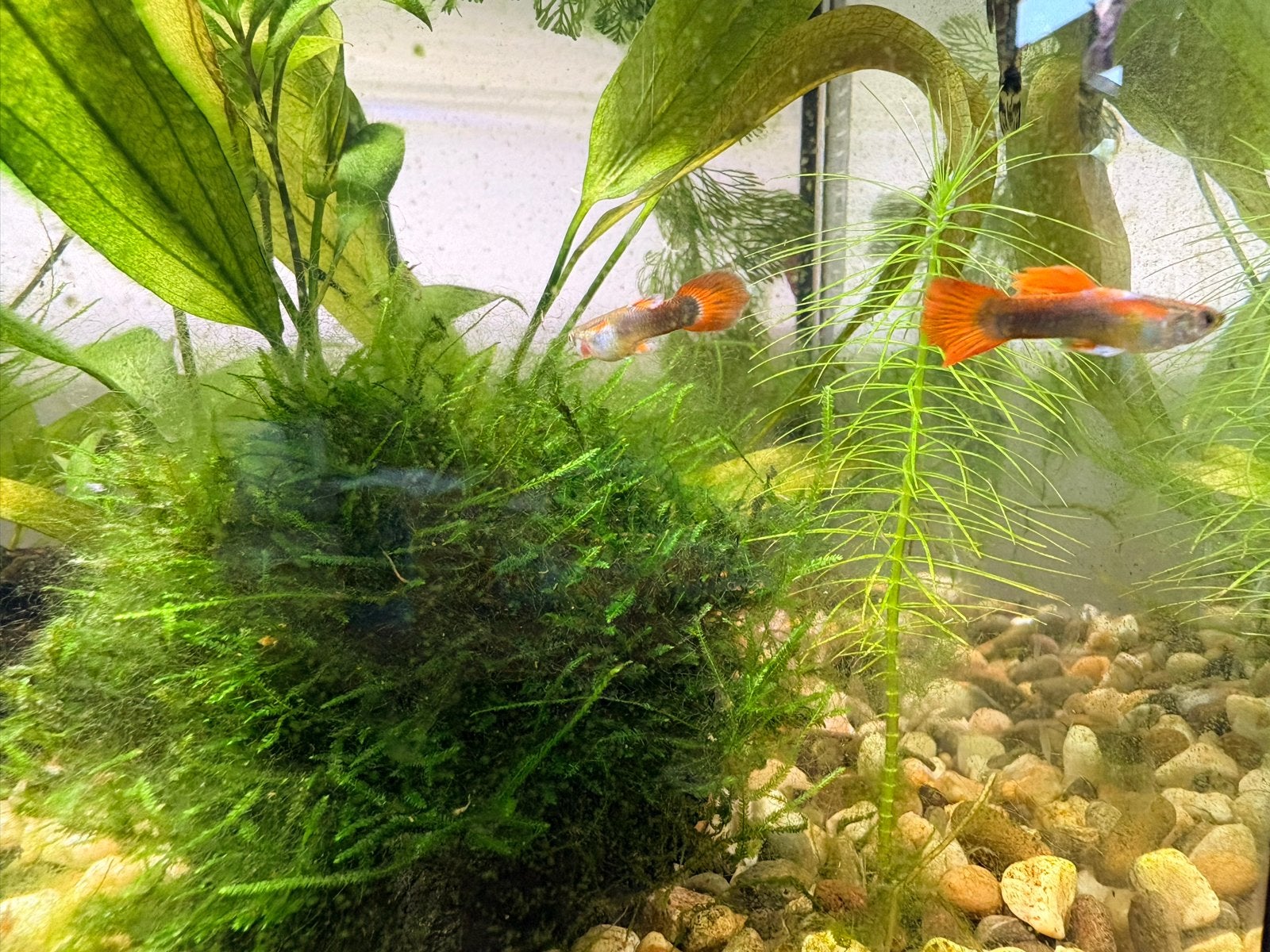 Guppy man oranje staart, Dieren en Toebehoren, Vis
