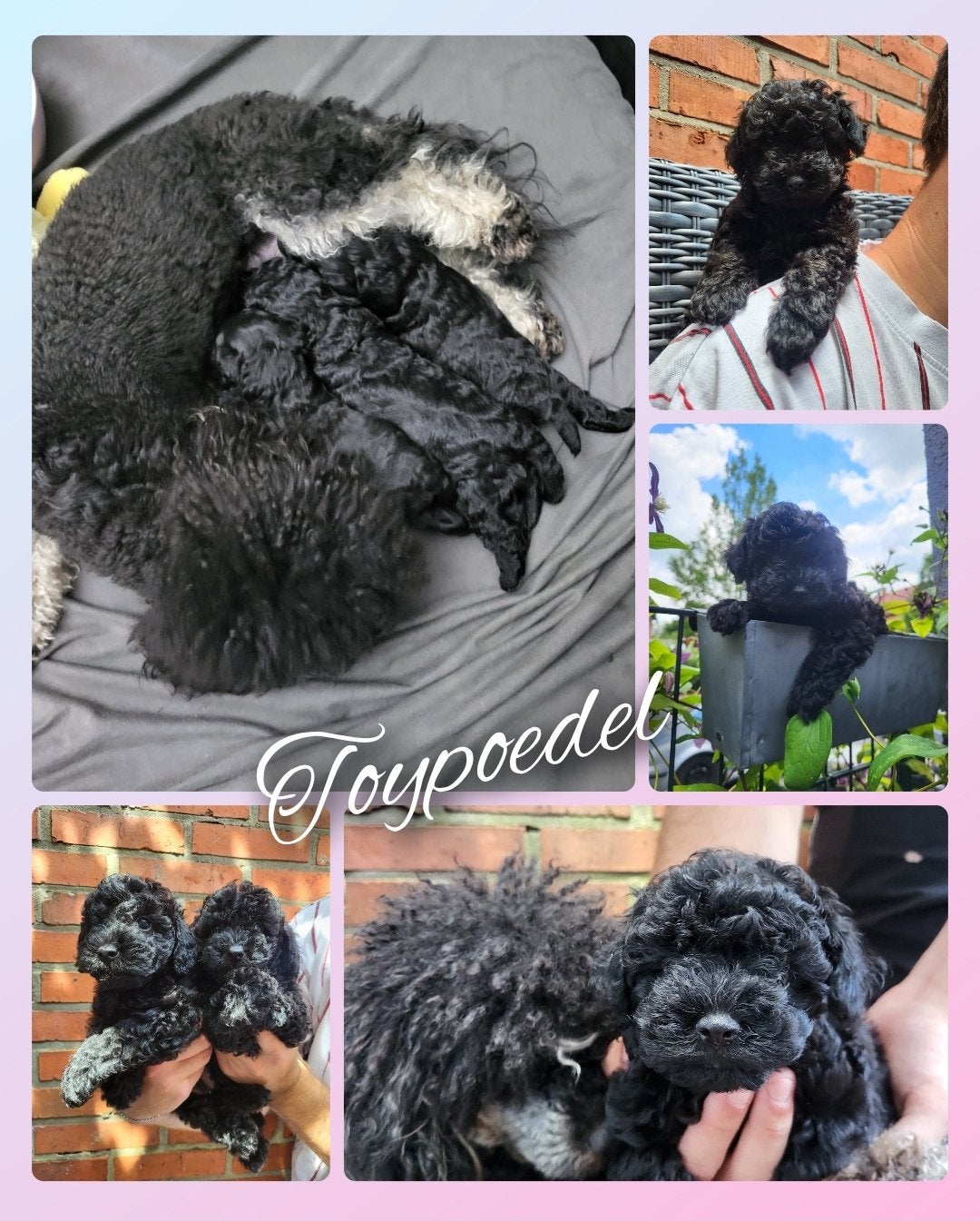 Toy poedelpups 1 teefje, 2 reutjes beschikbaar., Dieren en Toebehoren, Poedel, Parvo, 8 tot 15 weken, Meerdere