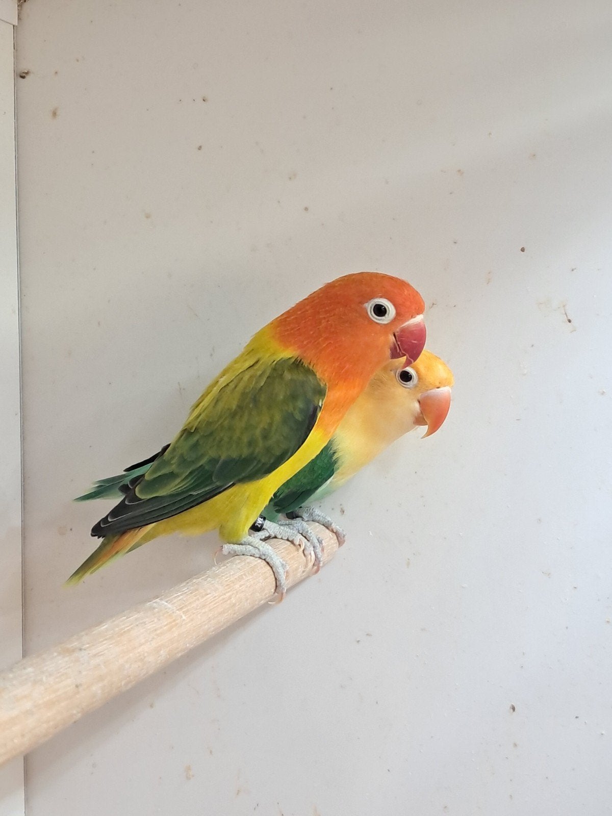 Fischeri tt waardig, Meerdere dieren, Dwergpapegaai of Agapornis