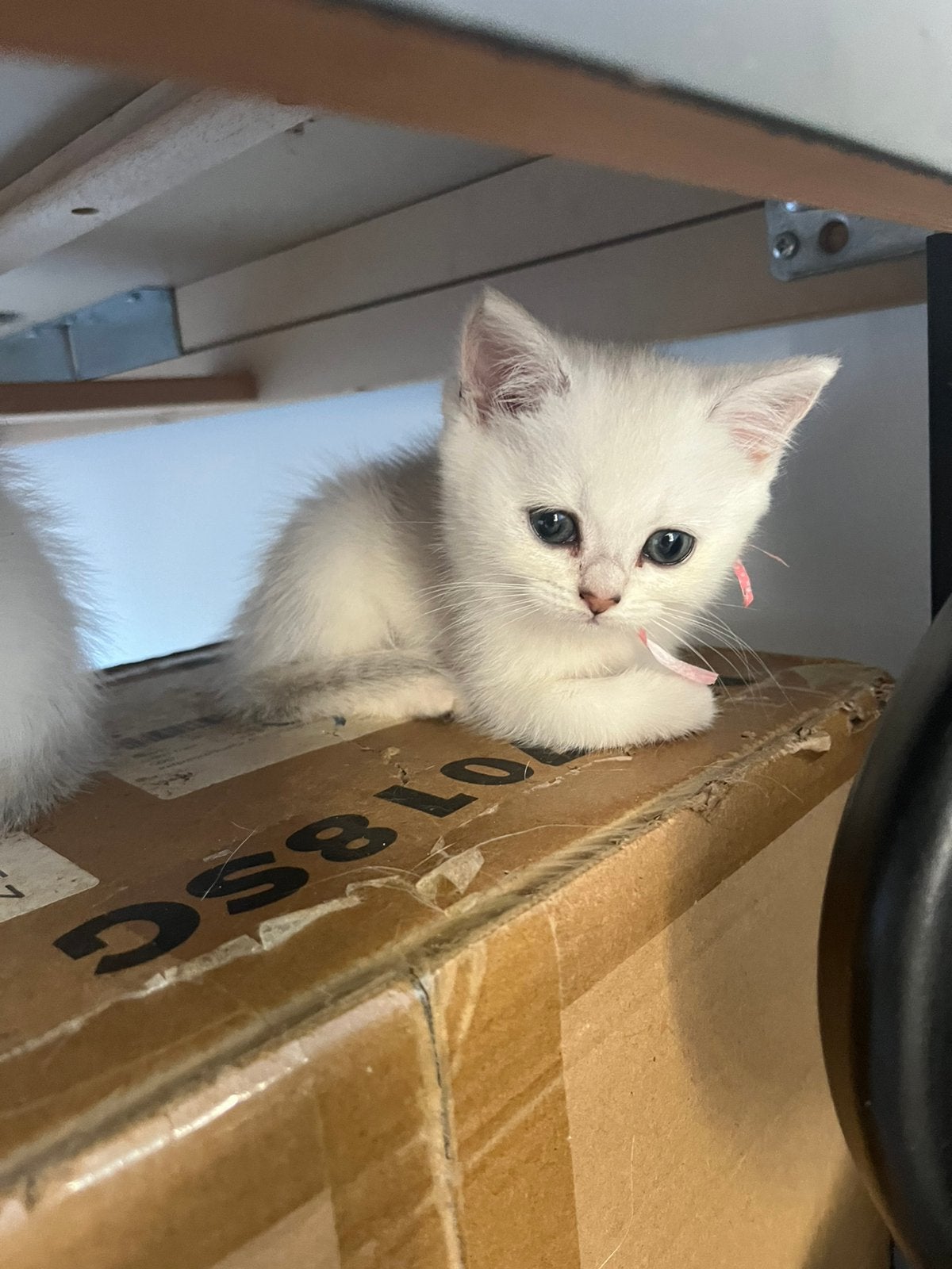 Britse korthaar kittens silver schaded point 1 vac, Kater