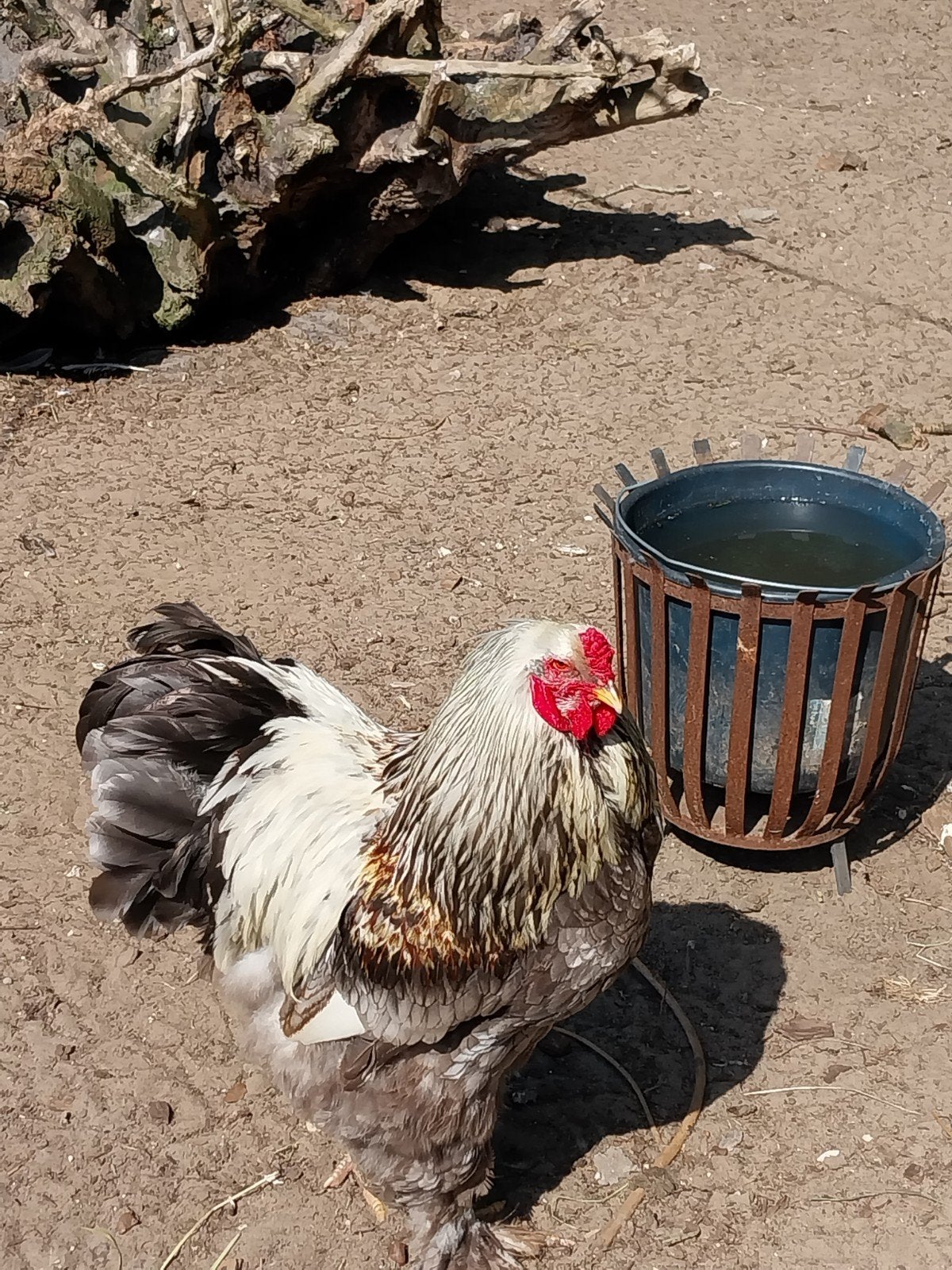 Brahma haan van afgelopen jaar, Mannelijk, Kip