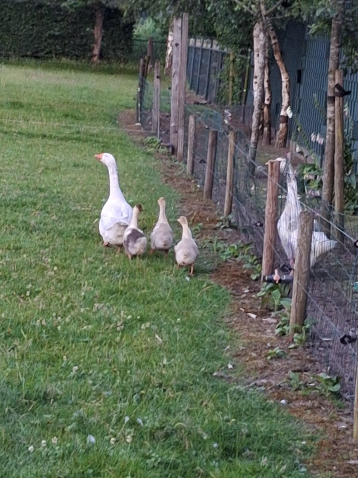3 jonge ganzen 2 maanden, Dieren en Toebehoren, Pluimvee, Meerdere dieren, Gans of Zwaan