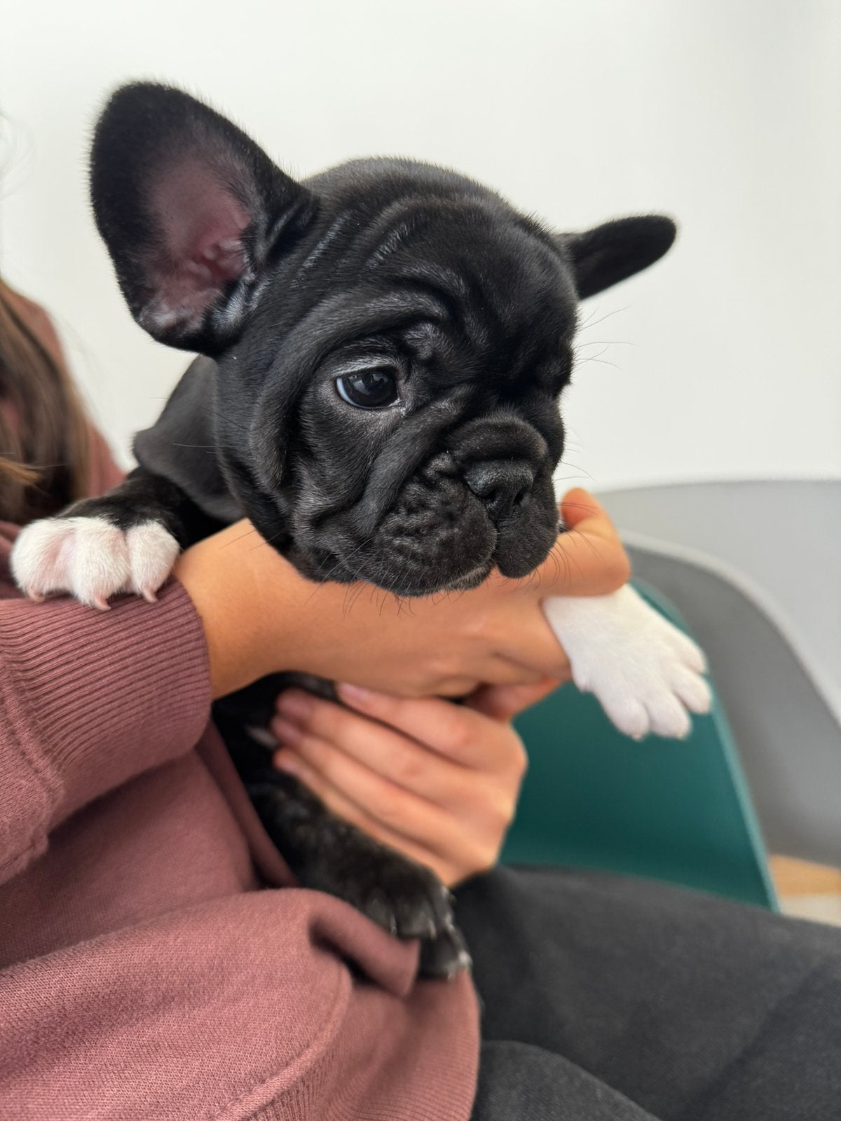 Franse Bulldog pups, Dieren en Toebehoren, Parvo, 8 tot 15 weken, Bulldog, Meerdere
