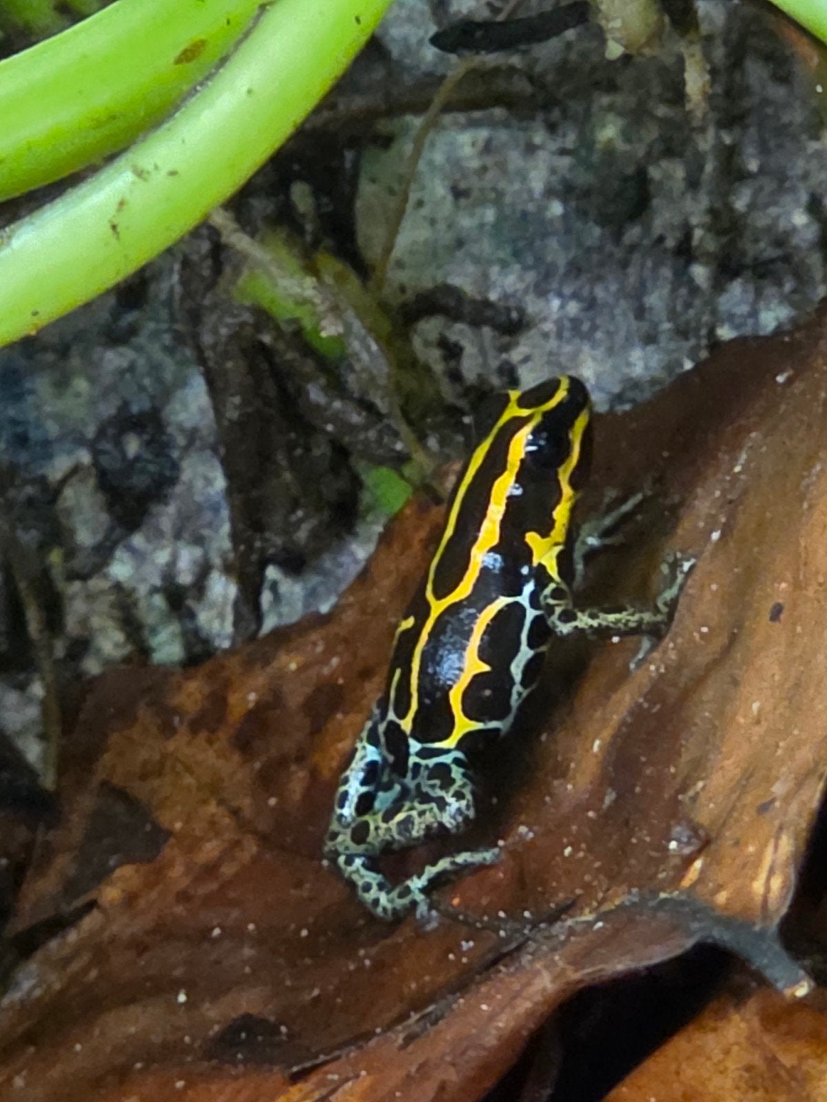 verschillende soorten jonge kikkers Frog photo 4