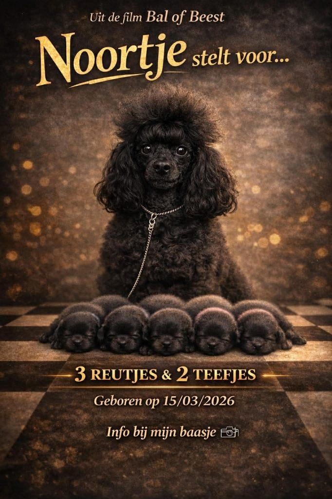 toypoedel met  stamboom, Poedel, Parvo, België, Fokker | Hobbymatig