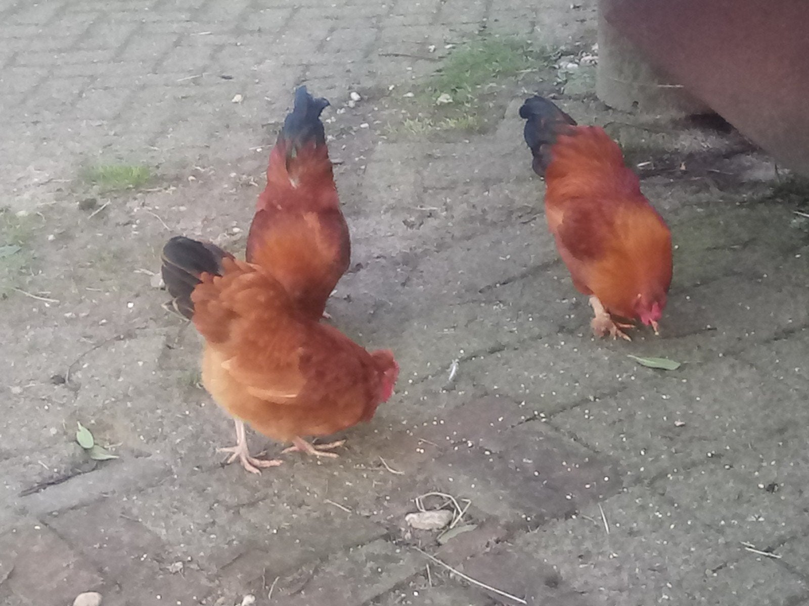 3 jonge boeren kriel haantjes, Dieren en Toebehoren, Pluimvee, Mannelijk, Kip