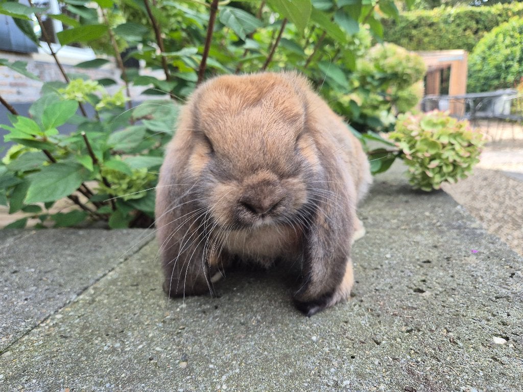 Franse hangoor RAM (Madagaskar), Dieren en Toebehoren, Mannelijk, Groot, Hangoor, 0 tot 2 jaar