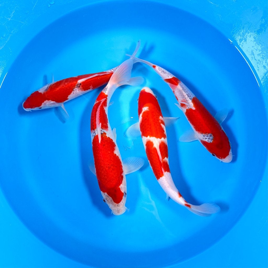 HQ Goshiki | Conias Tateshita Tosai | 25-30 cm, Karper of Koi