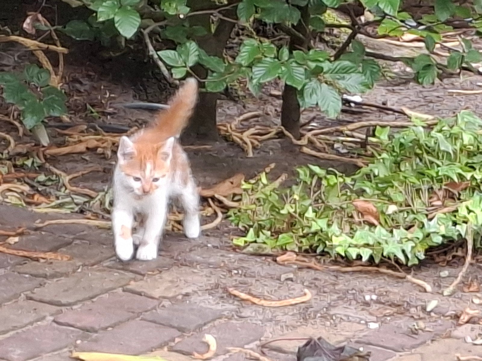 Kittens