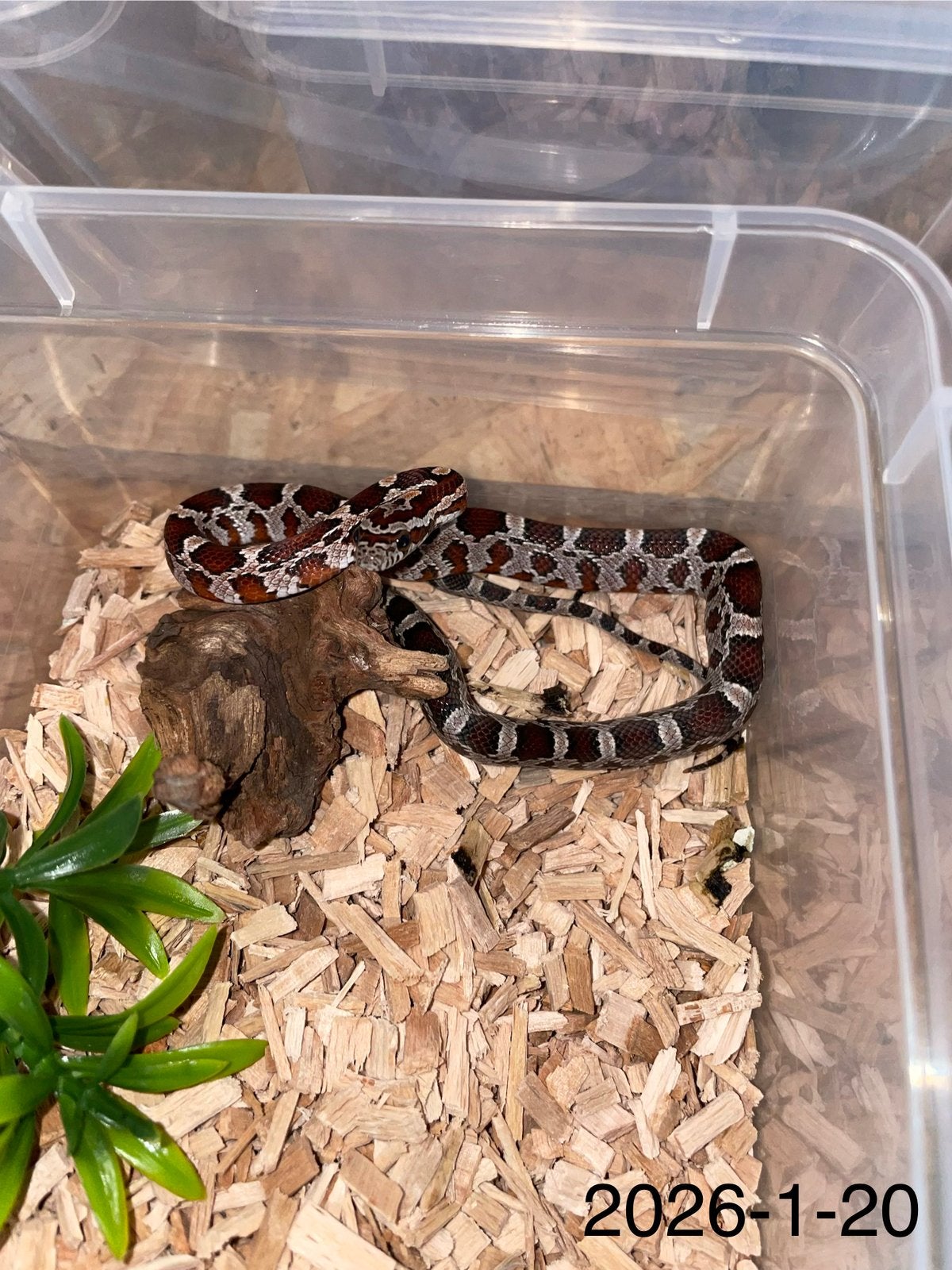 Jonge Rattenslangen div morphs Rat Snake photo 20