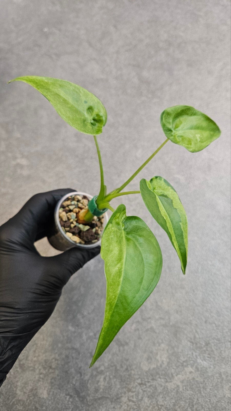 Alocasia Cucullata Aurea/Mint Variegata, Ophalen of Verzenden, Halfschaduw, Minder dan 100 cm
