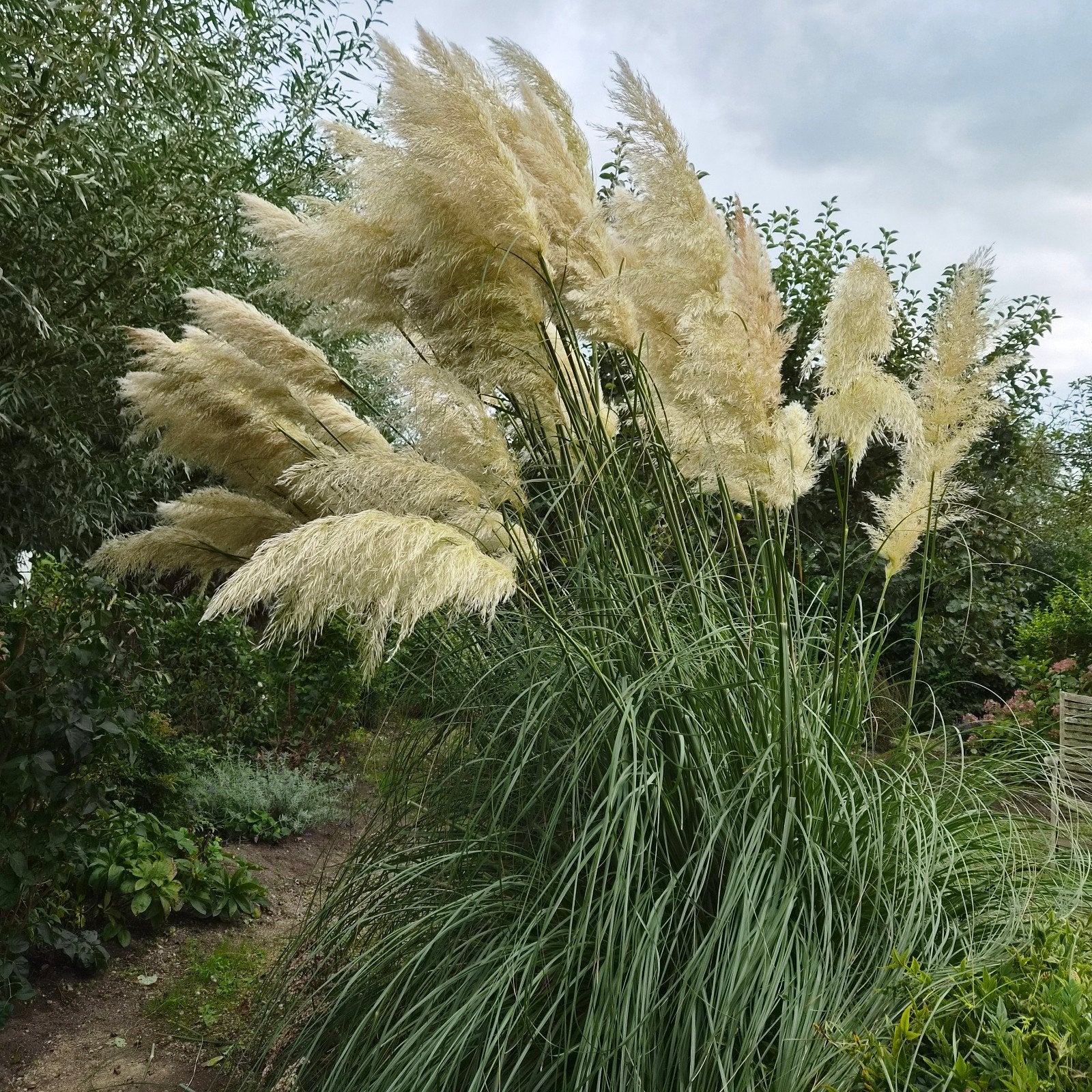 Verse Pampasgras Pluimen, Ophalen, Volle zon, Vaste plant, Siergrassen