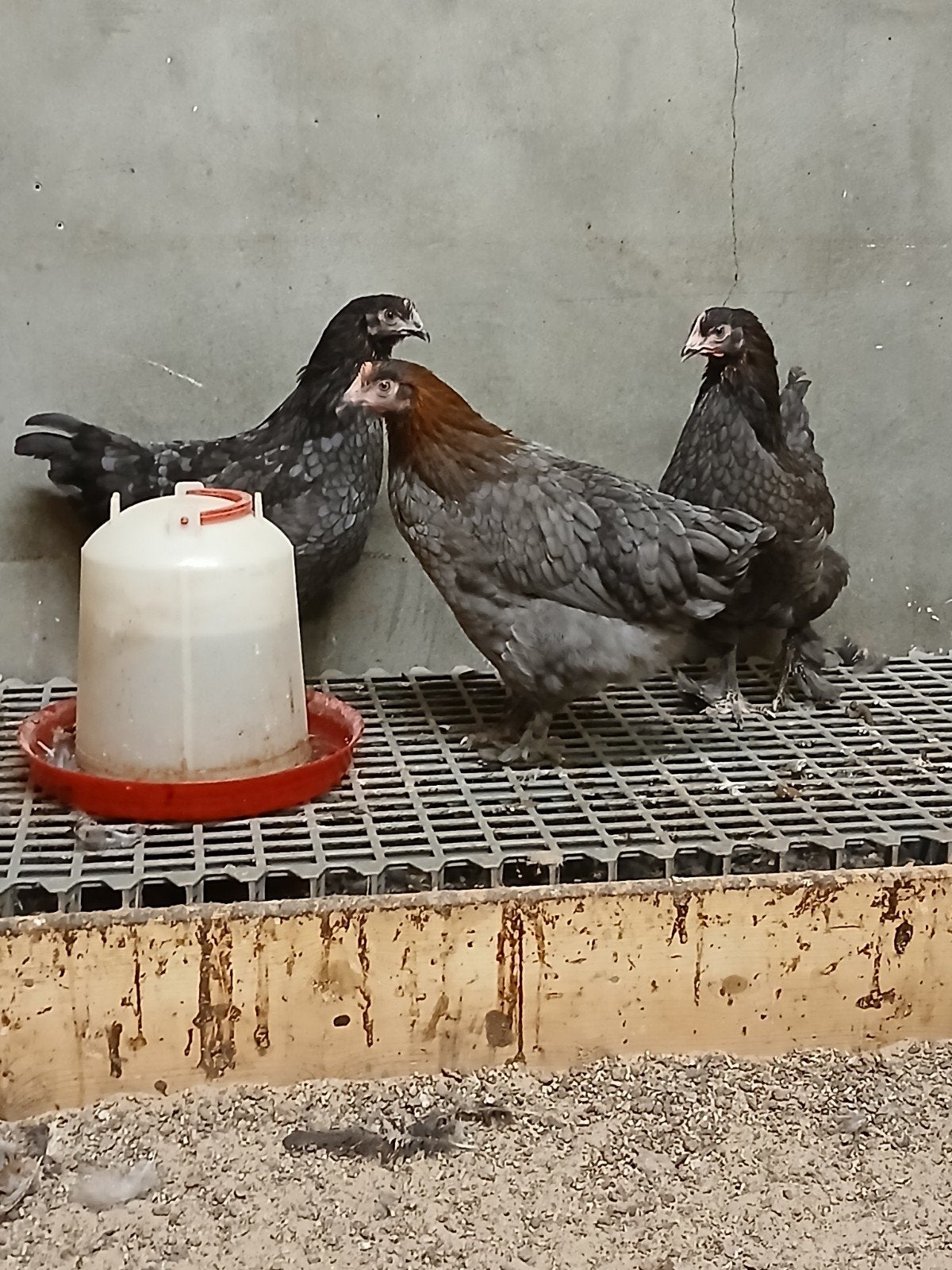 Jonge blauwe Marans hennen, Dieren en Toebehoren, Vrouwelijk, Kip