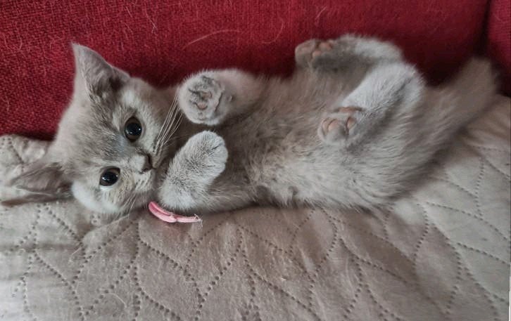 Prachtige lilac Brits korthaar poesje, Poes, Ontwormd, 0 tot 2 jaar