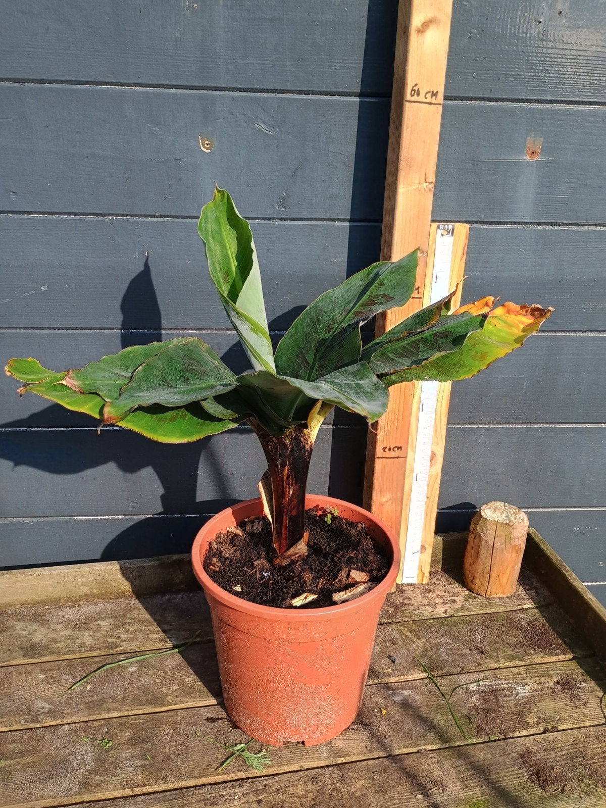 Bananenplant - Musa +/- 50 cm hoog, Ophalen, Overige soorten, In pot, Minder dan 100 cm
