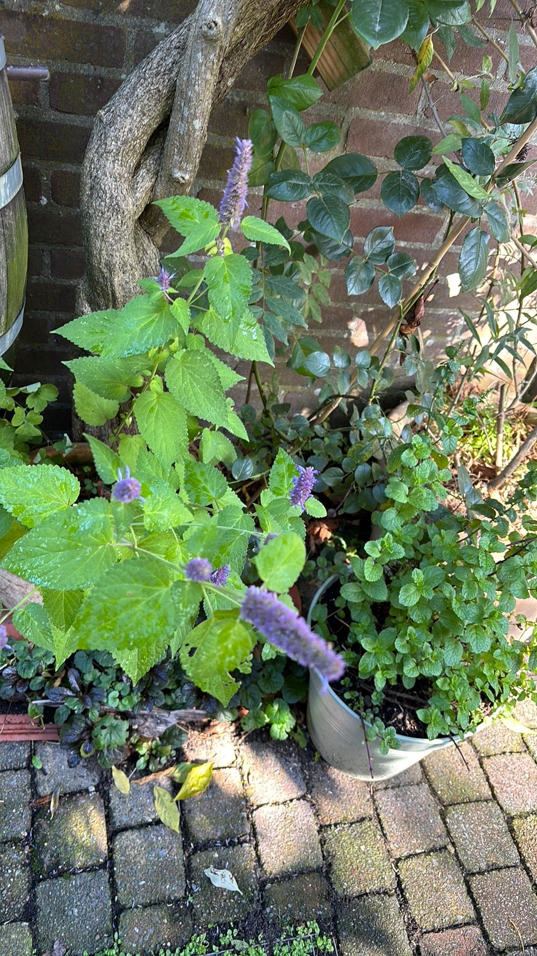Dropplant stekken vaste sterke plant, bijen!, Volle zon, Vaste plant, Lente, Ophalen